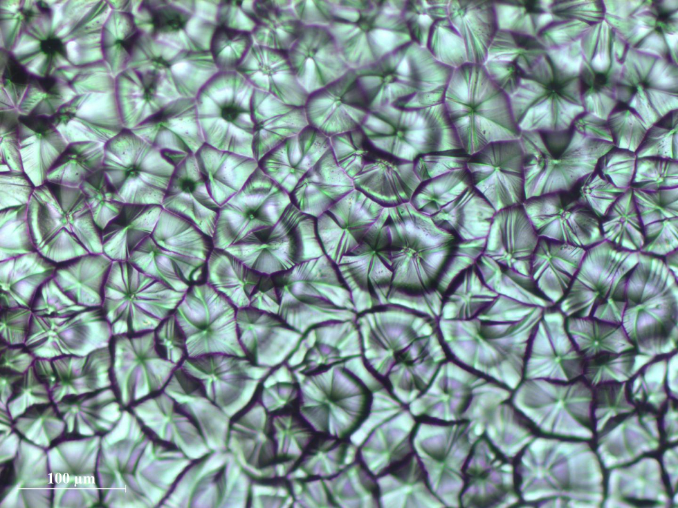 Optical micrograph of perovskite crystal grains crafted Epoxy Europe